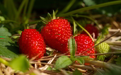 Клубника будет крупной и сладкой: этот копеечный раствор творит чудеса