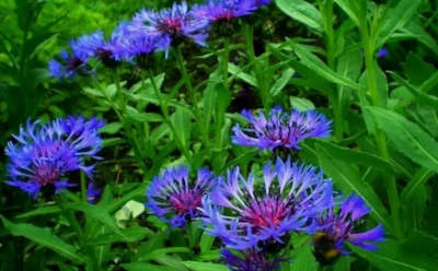 Расцветут раньше всех — соседи обзавидуются: посейте эти цветы под зиму, чтоб насладиться яркими красками уже весной