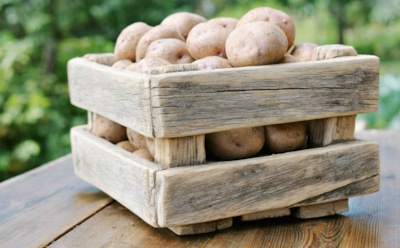 Больше за урожай переживать не придется: секреты хранения картофеля без гнили и проблем
