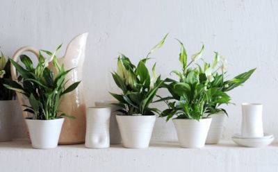 Дышать станет легче: 10 комнатных растений, которые очищают воздух лучше фильтра