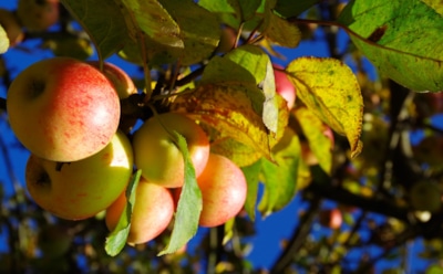 Яблони и груши готовятся к зиме: что внести по осени для обильного плодоношения весной