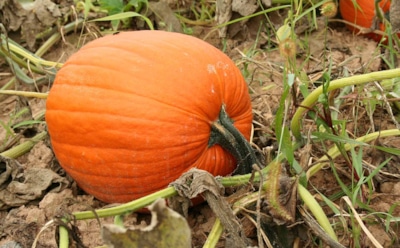 Тыква под угрозой заморозков: простые приемы помогут собрать урожай вовремя