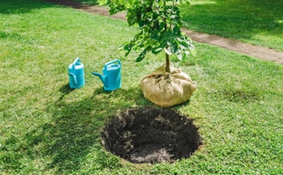 Деревья тоже любят переезд: осенняя пересадка подарит им вторую жизнь