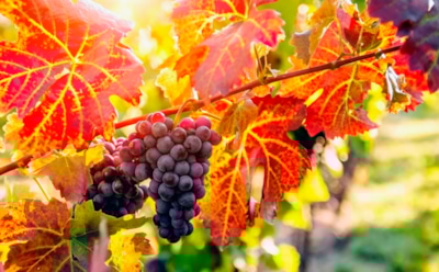 Лоза в октябре: хитрости осеннего ухода за виноградом