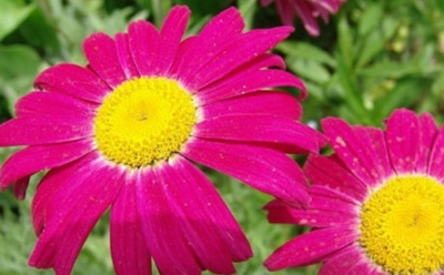 Секрет уютного сада осенью: растения, которые отпугивают вредителей сами