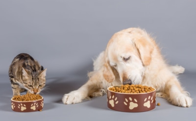 Листва желтеет — меню меняется: чем кормить питомцев осенью