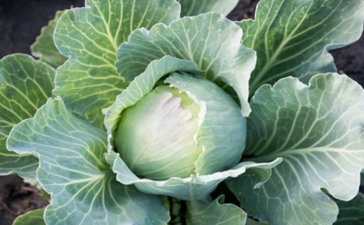Семена в промерзшую землю: метод, который делает капусту крепче и вкуснее