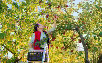 Осенняя наука хранения: как собрать яблоки и груши так, чтобы они радовали до весны