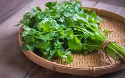 Вместо теплицы — банка: как выращивать кинзу круглый год