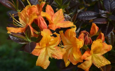 Осенний щит для рододендрона: как защитить нежный кустарник от морозов