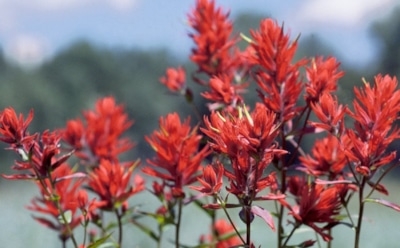 Индейская кисточка в саду: огненные султаны на клумбе держатся до самых заморозков