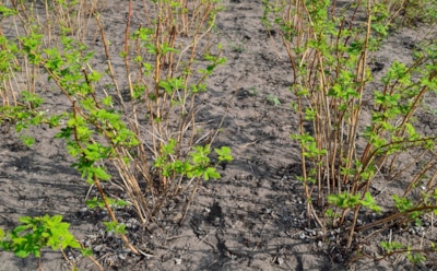 Посадите малину в октябре — заложите щедрый урожай следующего года уже сейчас