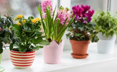 Мошки в горшке: откуда берутся, и как от них избавиться