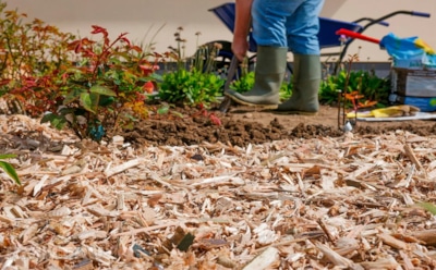 Опилки без вреда: как превратить древесный мусор в питание для грядок