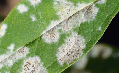 Осенний цветник под атакой: какие грибковые болезни прячутся в сырости