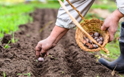 Осень зовет на грядки: что посеять сейчас, чтобы весной собрать урожай раньше соседей