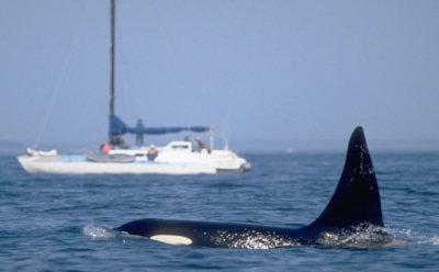 Косатки веселятся — мореходы в панике: ученые объяснили странное поведение китообразных