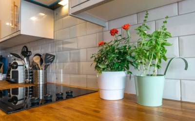 Кухня в зелени: эти растения украсят ваш интерьер без лишних капризов