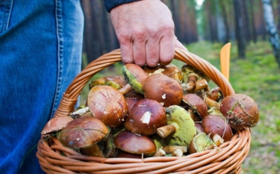 Лесные ловушки: миколог дал совет начинающим грибникам