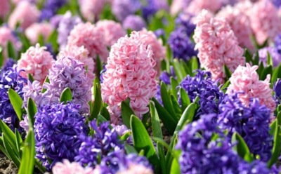 Соседи ждут тепла — а я делаю это осенью: мои гиацинты расцветают первыми