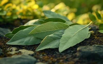 Лавровый лист — не для супа, а для грядки: как превратить приправу в защитника растений