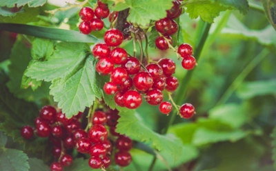 Осенние правила для смородины: подготовьте яму правильно — и куст удивит ростом