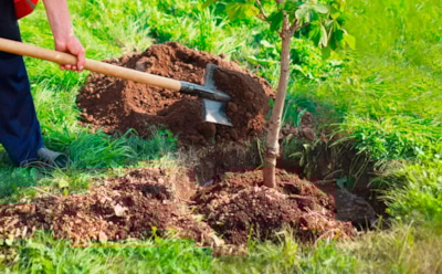 Кусты и деревья растут как на дрожжах: правильная подготовка ям по осени творит чудеса