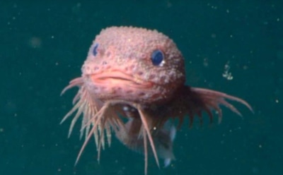 На дне Тихого океана нашли «инопланетных» рыб: ученые обнаружили 3 новых вида