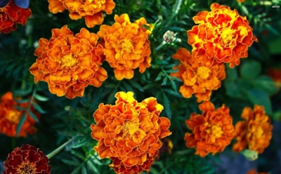 Не жги, не выбрасывай — закапывай: как поступить с бархатцами после цветения