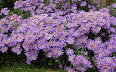 Астры просят переселения: пересадка осенью вернет кустам силу и пышность