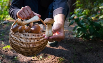 Тихая охота — громкая трагедия: главные правила безопасности для грибников