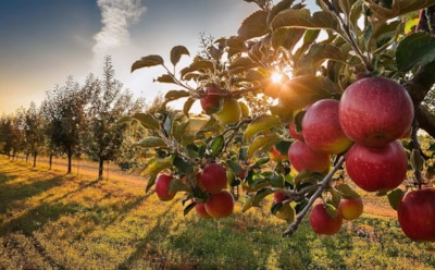 Поздняя осень для яблонь: чем подкормить деревья перед зимней спячкой