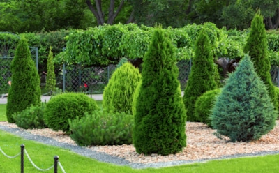 Туи зимой: когда укрытие спасает, а когда только вредит