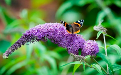 Буддлея не прощает ошибок: осенние правила ухода, без которых весной не будет цветов