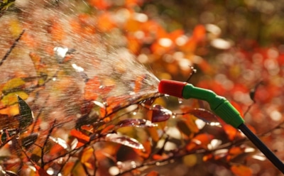 Осенний удар по вредителям: проверенный способ сохранить сад до весны