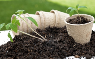 Почва решает все: секрет мощной рассады — в правильной смеси