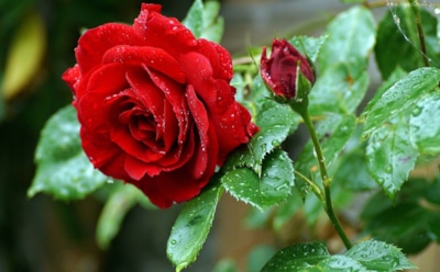 Одно движение — и весной черные ветки вместо красоты: осенние ошибки с розами