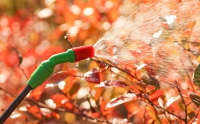 Зима не страшна: одно средство помогает саду перезимовать без болезней