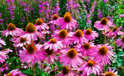 Пока другие убирают грядки — мы готовим красоту: что посадить в октябре, чтобы весной утонуть в цветах