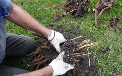 Яркие, как в первый год: пересадите пионы в октябре — и они отблагодарят вас пышным цветением