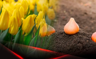 Наводим осенний ужас на мышей: это средство легко спасет лилии и тюльпаны от грызунов