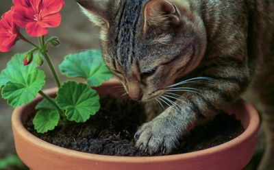 Когда кот — садовник: как отучить пушистого разрушителя копать землю в горшках