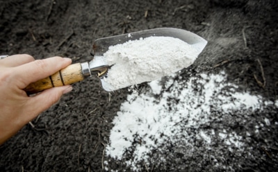 После урожая — лечение почвы: это средство спасает грунт в теплице от закисления