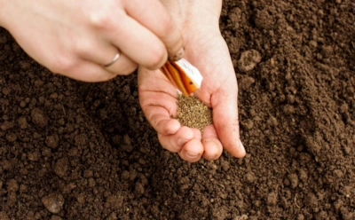 Морковь под снегом — урожай слаще: хитрость, которую знают только опытные дачники