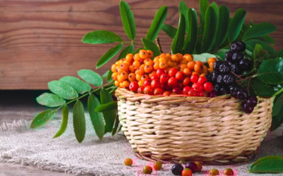 Когда рябина становится сладкой: секрет идеального времени для сбора урожая