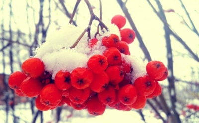 Сажай и любуйся: сладкая рябина, которая не боится мороза и украсит любой сад