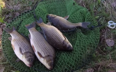 Карась не клюет — значит, вы «утопили» червяка: ошибка, из-за которой рыба уходит