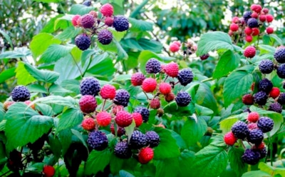 Посади сейчас — соберешь раньше всех: какие кустарники лучше высаживать осенью