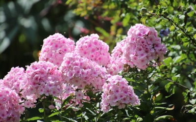 Осень — время заботы: какие цветы нужно обрезать и укрыть в октябре, чтобы весной не плакать