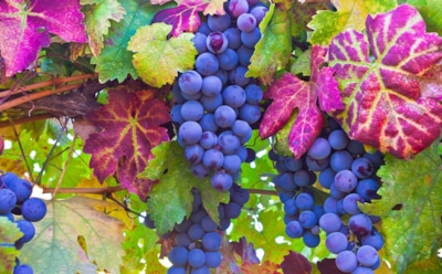 Виноград спит крепко, если осенью все сделать правильно: проверенные шаги для зимовки без потерь